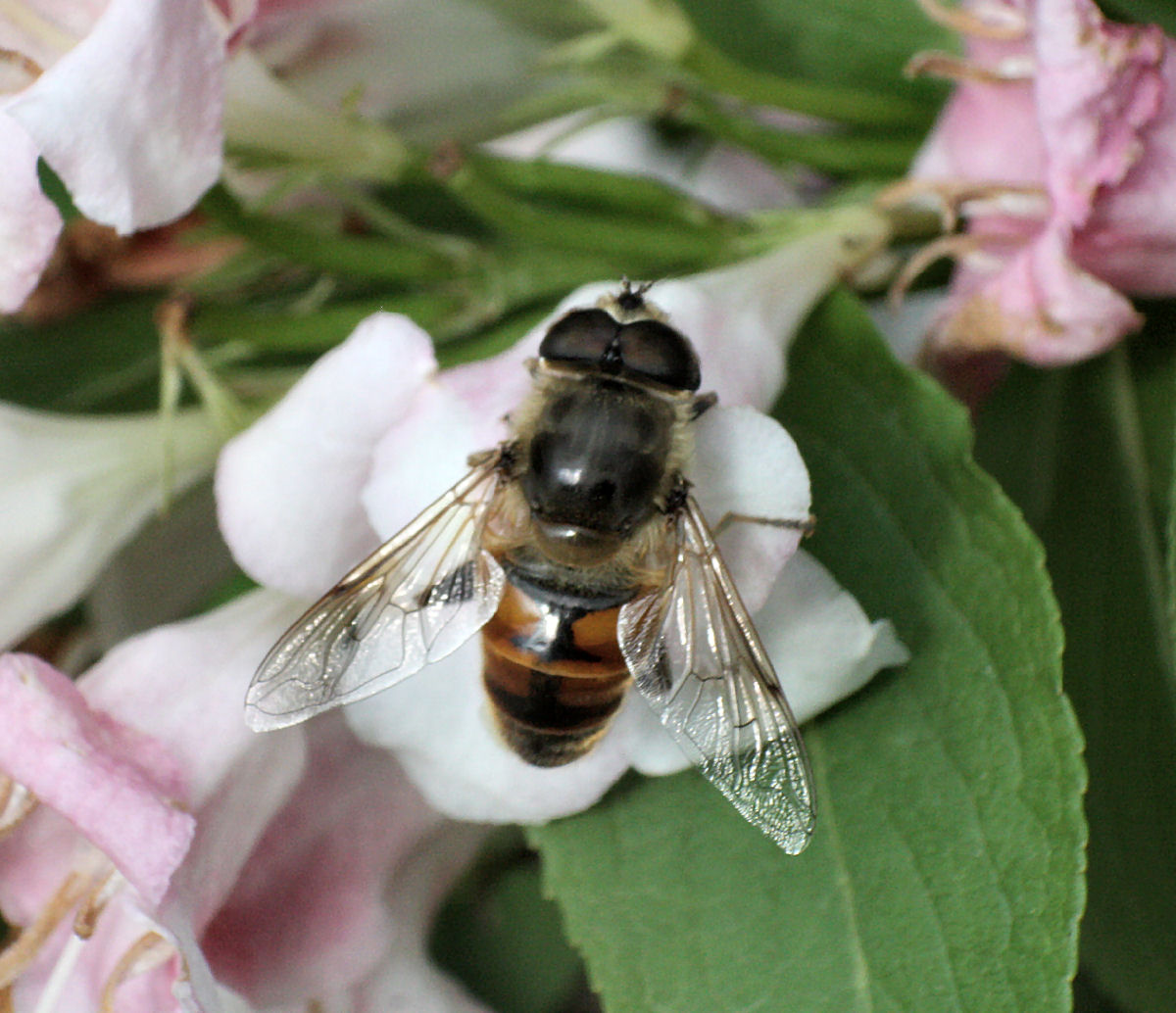 Eristalis sp. maschio